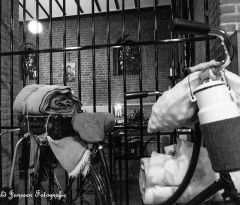 DSC_1448bw